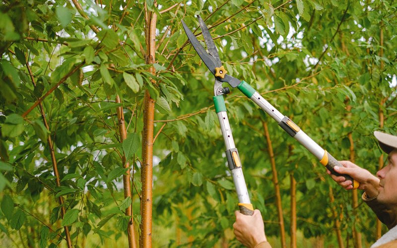 Tree trimming in Madisonville, TN